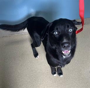POLLUX, Labrador Retriever / Siberian Husky, young, available for adoption