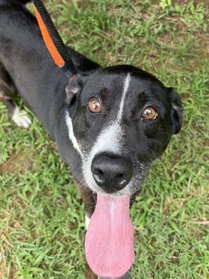 PUZZLE, Hound, senior, available for adoption