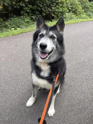 A black and white dog with a happy expression, sitting on a paved path. The dog has a fluffy coat, pointed ears, and is wearing an orange leash.