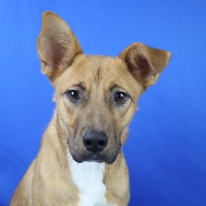 Naomi - 072309U, Bloodhound, adult, available for adoption