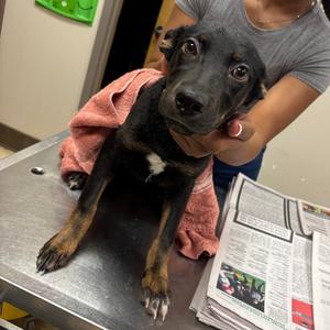 Elyza - 080108U, Shepherd, young, available for adoption