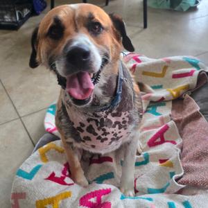 King Harold "Buddy" - 050509U, Mountain Cur, adult, available for adoption