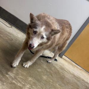 A brown and white dog with a fluffy coat standing on a concrete floor, looking directly at the camera.