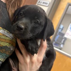 Evergreen- 090901U, Retriever, Labrador, puppy, available for adoption