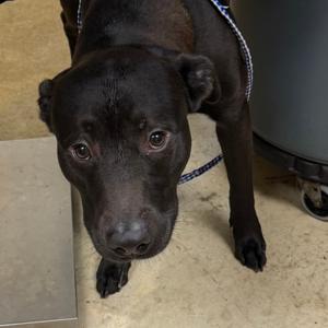 Bruce - 073012U2, Terrier, American Pit Bull, adult, available for adoption