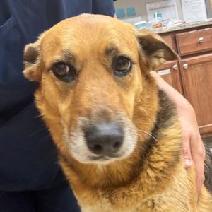 Bre - 042101U, Shepherd, senior, available for adoption