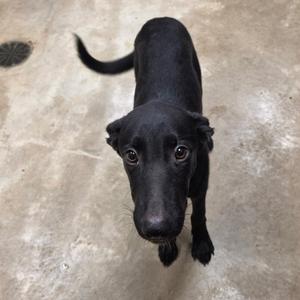 A black dog with a shiny coat and alert ears, standing on a concrete surface and looking directly at the camera.