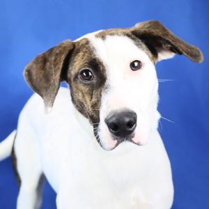 Autumn - 062307U, Terrier, young, available for adoption