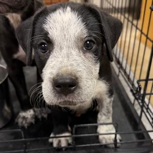 Cypress- 090902U, Retriever, Black Labrador, puppy, available for adoption