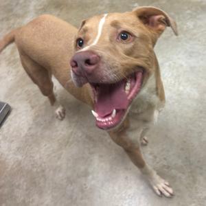 A brown dog with a white stripe on its face, standing on a concrete floor and looking up with its mouth open.