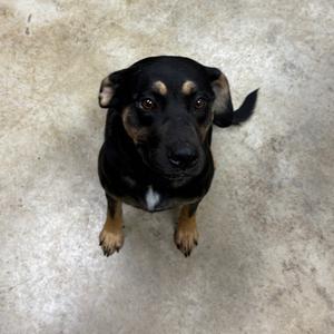 Moonpie- 100503U, Hound, adult, available for adoption