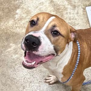A brown and white dog with a blue and white checkered collar, smiling and looking up.