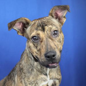 Carolina - 070801U, Mountain Cur, adult, available for adoption