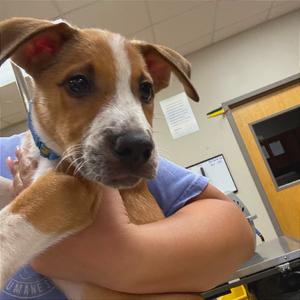 Donald - 090306U, Hound, puppy, available for adoption