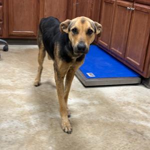 Kenzie - 092404U_2, Shepherd, adult, available for adoption