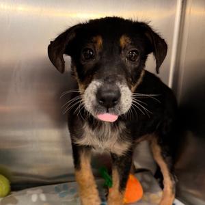 Halo - 081701U, Shepherd, puppy, available for adoption