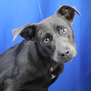 Oliver - 050403U, Pinscher, Doberman, adult, available for adoption
