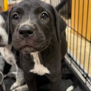 Maple- 090903U, Retriever, Black Labrador, puppy, available for adoption