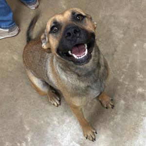 a brown and black dog sitting on a concrete floor, looking up with its mouth open and tongue out