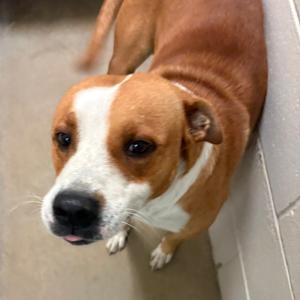 Crash- 100502U, Hound, adult, available for adoption