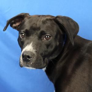 Armada - 071507U, Retriever, Labrador, young, available for adoption