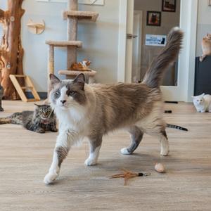 A fluffy cat with a long tail and white paws is walking on a wooden floor. In the background, there is a cat tree, a scratching post, and another cat lying down. The room appears to be a cat-friendly environment with various cat toys and furniture.