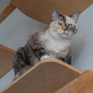 A cat with blue eyes and a mix of gray, white, and brown fur is sitting on a wooden structure.