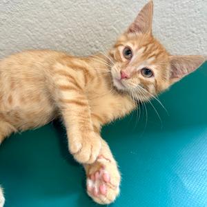 Otis, kitten, available for adoption