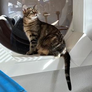 Bix, adult, available for adoption