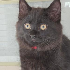 A close-up of a black cat with large, round eyes and a red collar.