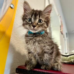 Honda, kitten, available for adoption