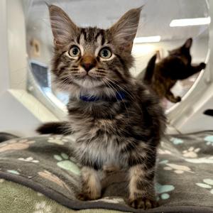 Kawasaki, kitten, available for adoption
