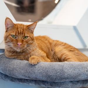 Buddy, adult, available for adoption