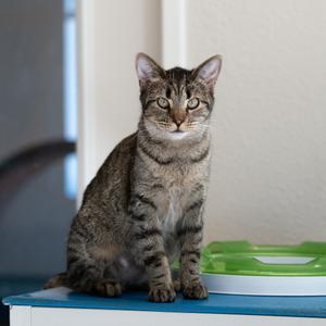 Cass, adult, available for adoption