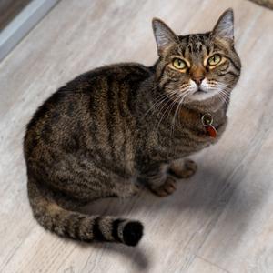Freya, senior, available for adoption