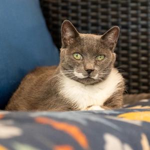 Charolette, senior, available for adoption