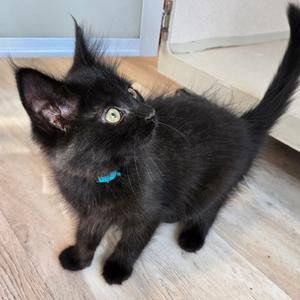 Buffy, kitten, available for adoption