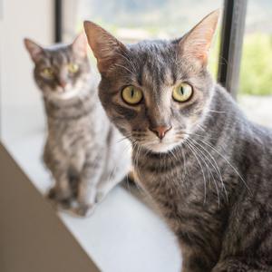 Mokie, adult, available for adoption