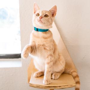 A light-colored cat wearing a blue collar, sitting on a wooden perch and raising one paw.