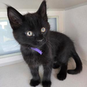 Clem, kitten, available for adoption