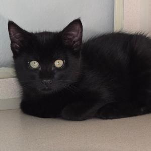 Faith, kitten, available for adoption