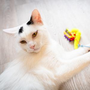 A white cat with black markings on its head is lying on a wooden floor, playing with a colorful toy.