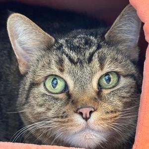 JLo, senior, available for adoption