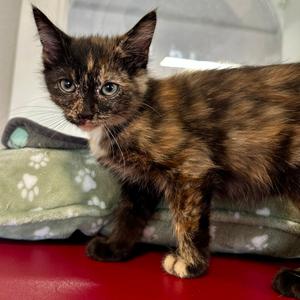 Harley, kitten, available for adoption