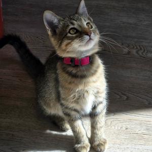 Chestnut, kitten, available for adoption