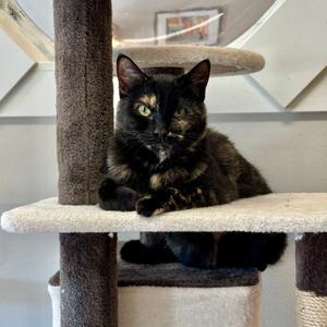 Jolene, adult, available for adoption