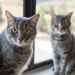 Mudgie, adult, available for adoption