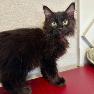 Davidson, kitten, available for adoption
