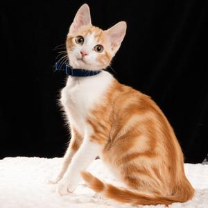 A ginger and white cat wearing a blue collar, sitting on a white surface against a black background.