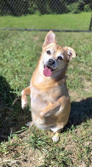 Max, Chihuahua, senior, available for adoption